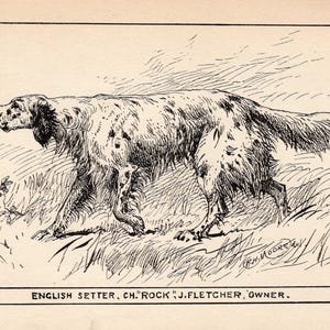 1900 Antique English Setter Print Champion Rock Hunting Dog Art R H Moore Illustration Hunting Lodge Cabin Decor  10791y