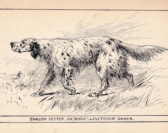1900 Antique English Setter Print Champion Rock Hunting Dog Art R H Moore Illustration Hunting Lodge Cabin Decor  10791y