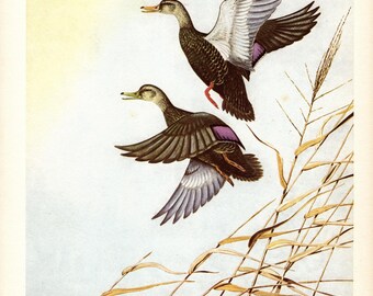 Vintage Black Duck Print Wall Art Decor 1950s Bird Print Duck Hunting Coastal Waterfowl Gallery Wall Decor Angus Shortt Art 11832h