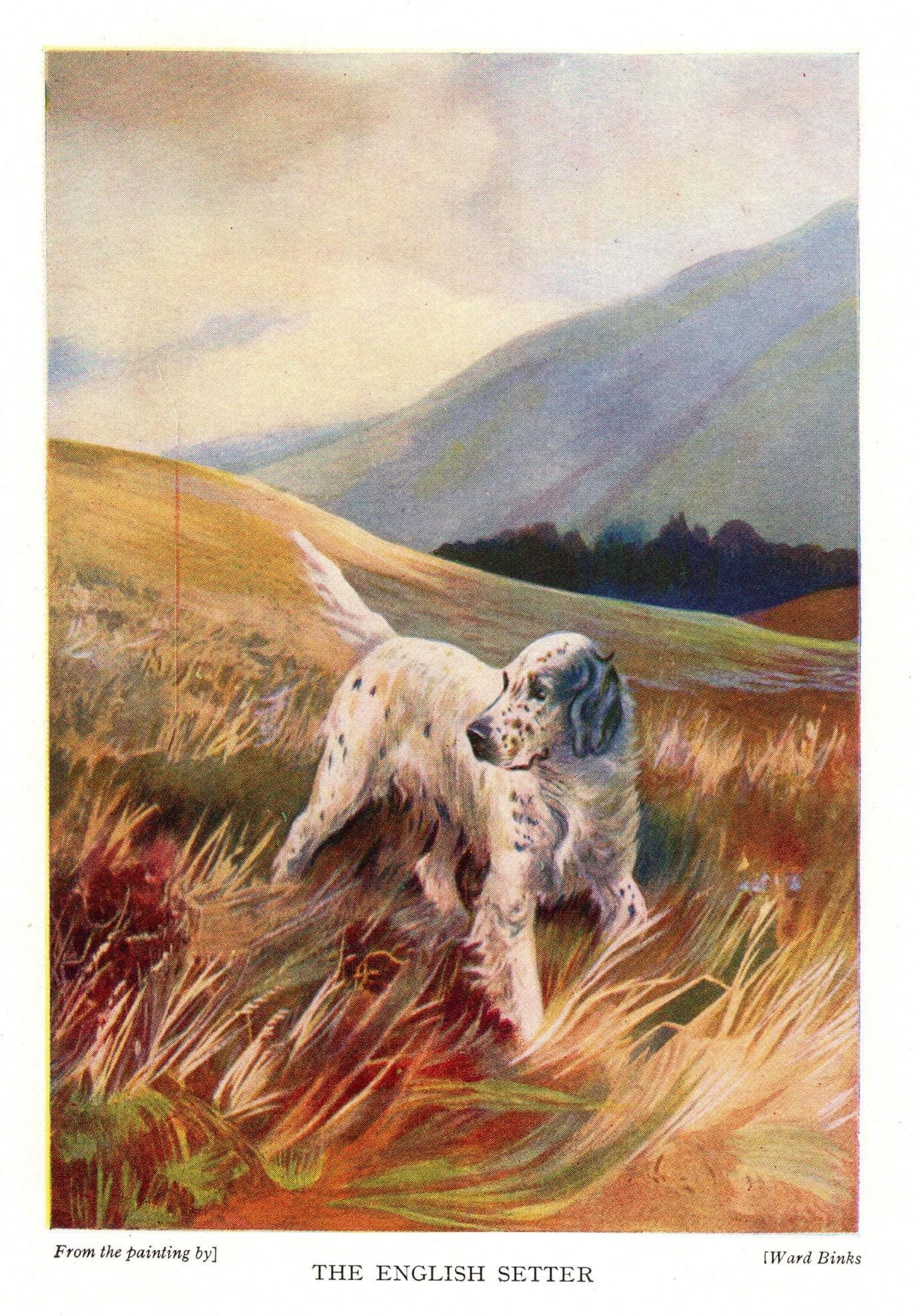 Antique English Setter Art Print 1931 Ward Binks English Setter