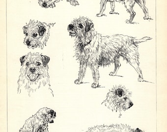 1930's Antique BORDER TERRIER Print Wall Art Decor Vintage Vere Temple Border Terrier Illustration Print Gift for Birthday 13533f