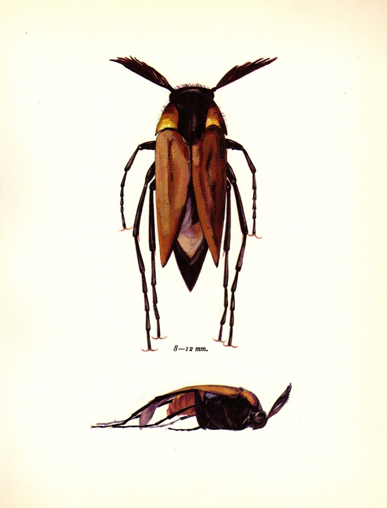 Set of 4 Vintage Beetle Print Beetle Insect Art Prints Gallery | Etsy