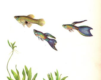 Vintage Tropical Guppy Fish Print Ocean Gallery Wall Art Beach Decor Boyfriend Gift for Birthday Anniversary 12659-102