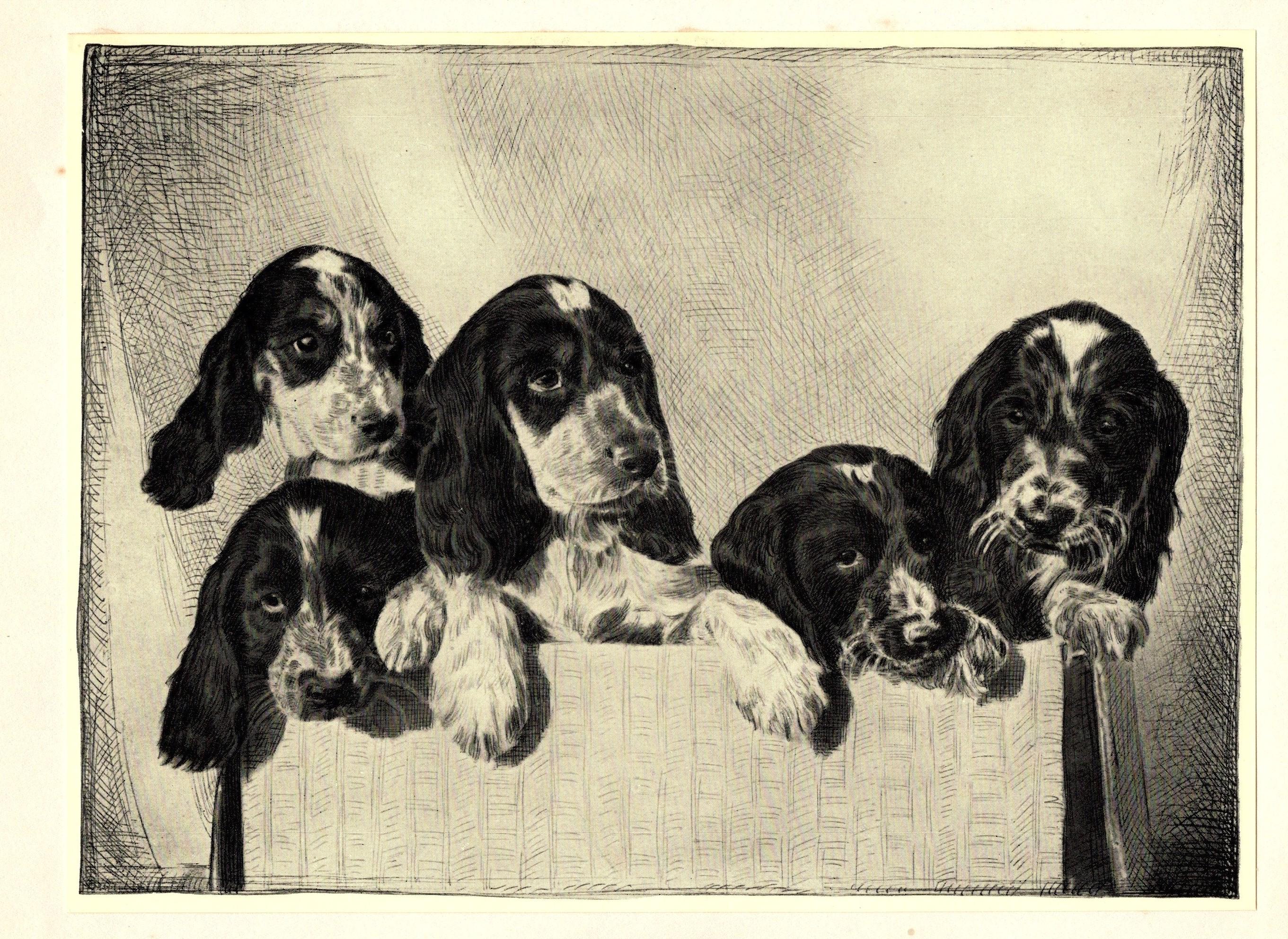 1935 Antique Springer Spaniel Art Print Lovely Malcolm Nicholson ...
