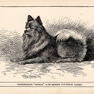 1900 Antique Pomeranian Print Wall Art Decor Marco The Pomeranian Dog Art R H Moore Pomeranian Illustration 10795c