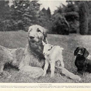 1930's Antique IRISH WOLFHOUND Dog Print Champion Iomar of Ouborough Tends Lamb and Dachshund  Birthday Gift Idea 7558h