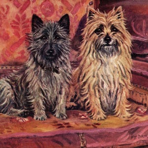 1930&#39;s Antique Cairn Terrier Print Wall Art Decor Vintage F T DAWS Cairn Terrier Illustration Gallery Wall Art Birthday Gift Idea 11058Q