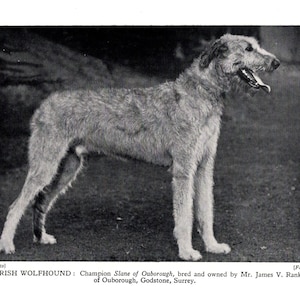 Impresión de perro lobo irlandés de 1931, campeón de Slane de Ouborough, idea de regalo de cumpleaños de perro lobo irlandés, 7805 g