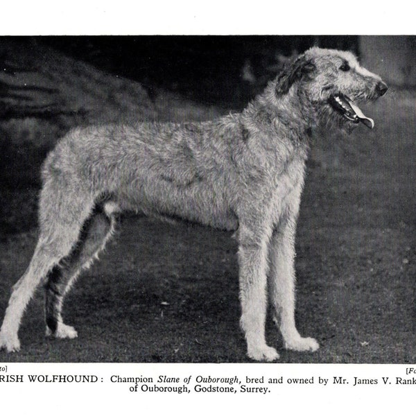 1931 IRISH WOLFHOUND Print Champion Slane of Ouborough Irish Wolfhound  Birthday Gift Idea 7805g