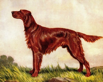 1930's Irish Setter Print Wall Art Decor F T Daws Irish Setter Gallery Wall Art Illustration Print Birthday Gift Idea 8146f