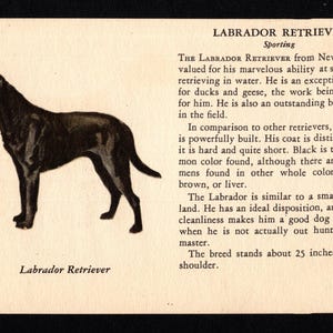 1941 Tiny Labrador Retriever Print MINIATURE Size Black Lab Illustration Wall Art Decor Birthday Gift Idea 11071g