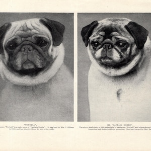 1930&#39;s Antique Pug Print Wall Decor Champion Captain Nobbs and Toybell Pugs Birthday Gift Idea 11209e