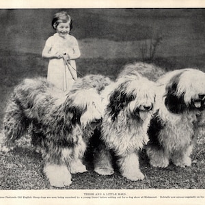 Impresión antigua de perro pastor inglés antiguo de la década de 1930 Pastorale Perros pastores ingleses antiguos y una pequeña criada Idea de regalo de cumpleaños 12032u