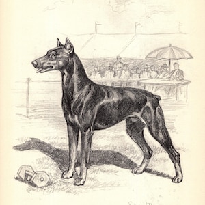 Vintage Doberman Print Wall Art Decor  Edwin Megargee Doberman Illustration Gallery Wall Art Home Decor Gift Idea 11302j