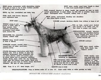 ヴィンテージ ミニチュアシュナウザー プリント 1960年代 犬種標準 体型チャート 13239p