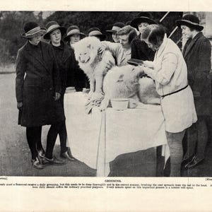 1930年代のアンティークサモエドプリント、犬のグルーミングをするサモエドと女性たち、楽しい誕生日プレゼントアイデア 11380x