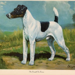 May include: An illustration of a Smooth Fox Terrier dog standing in a field. The dog has a white coat with black markings on its head, back, and tail. The background features green grass, a dirt path, and a blue sky.