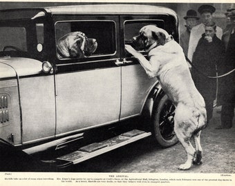 1930's Antique Mastiff Print Arrive By Car Huge Mastiff Cottage Lodge Home Decor Birthday Gift Idea 8177z