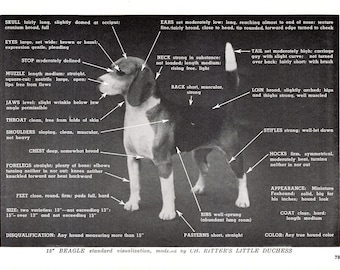 Vintage beagle print kampioen Ritter's kleine hertogin jaren 1960 rasstandaarden conformatietabel 13231f