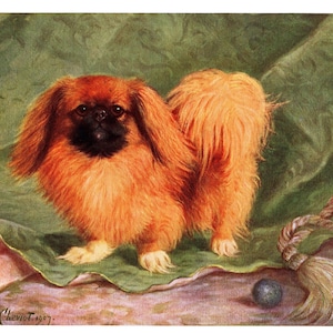 1911 Antique Pekingese Print Wall Art Decor Ch Chu-Erh of Alderbourne Pekingese Illustration Lilian Cheviot Art 8871h