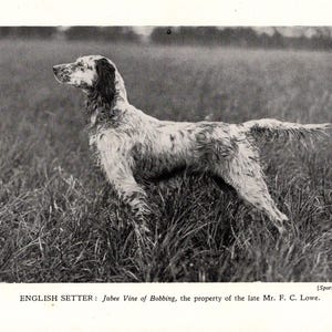 1931 ENGLISH SETTER Print Jubee Vine of Bobbing English Setter Hunting Dog Print Birthday Gift Idea 9504n