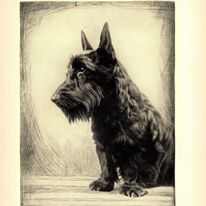 1935 Antique Scottish Terrier Print Wall Art Decor Lovely Malcolm Nicholson Scottie Illustration Gallery Wall Art Gift for Birthday mn 9871p