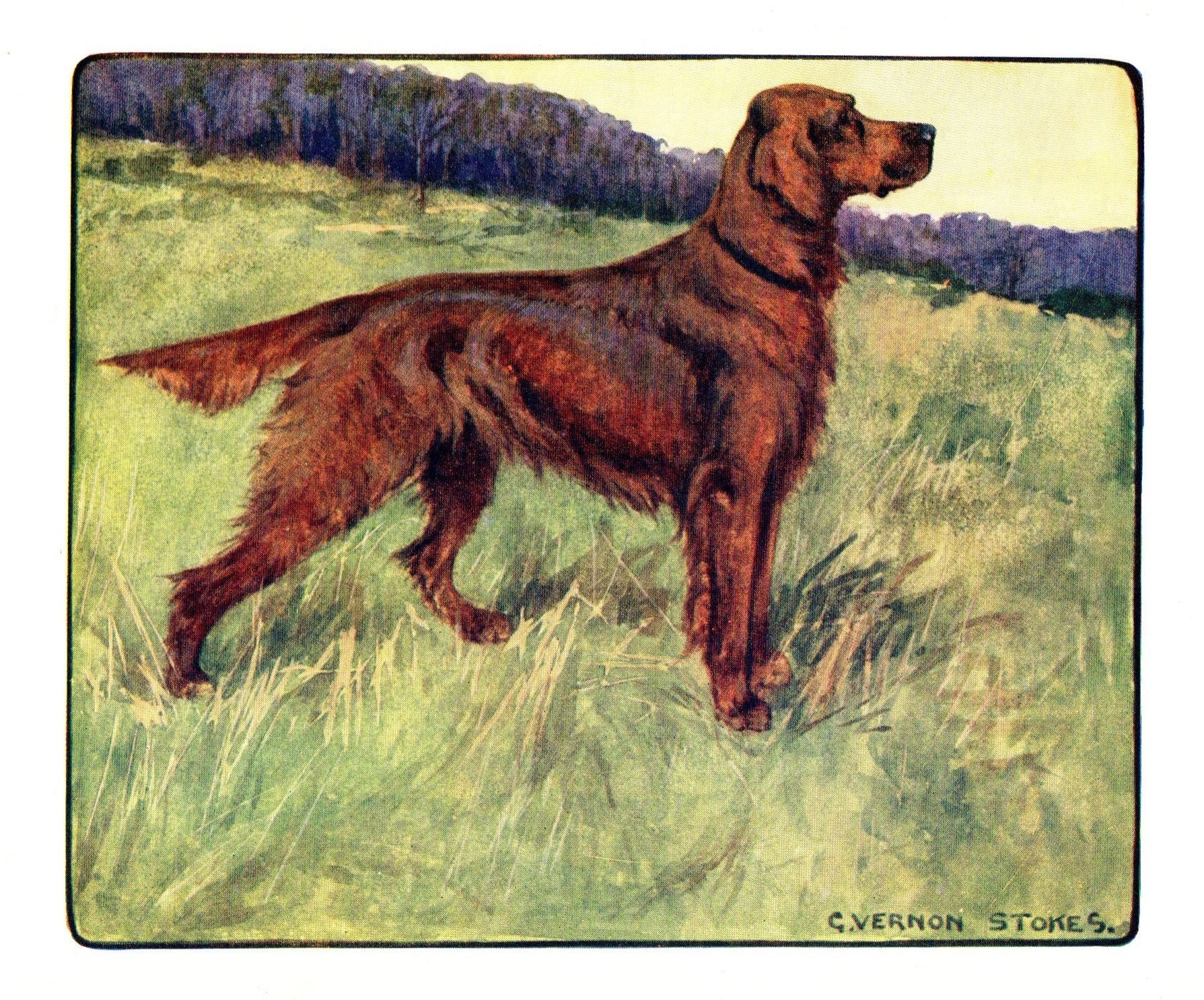 1906 Antique IRISH SETTER Art Print Vernon Stokes Irish Setter Etsy