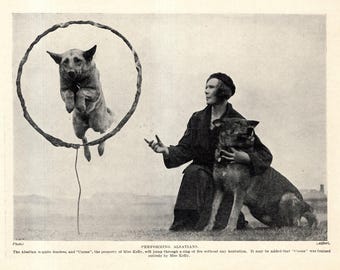 1930's Antique German Shepherd Print Alsatian Print Coona The German Shepherd Jumps Through A Hoop Print Birthday Gift Idea 12044L