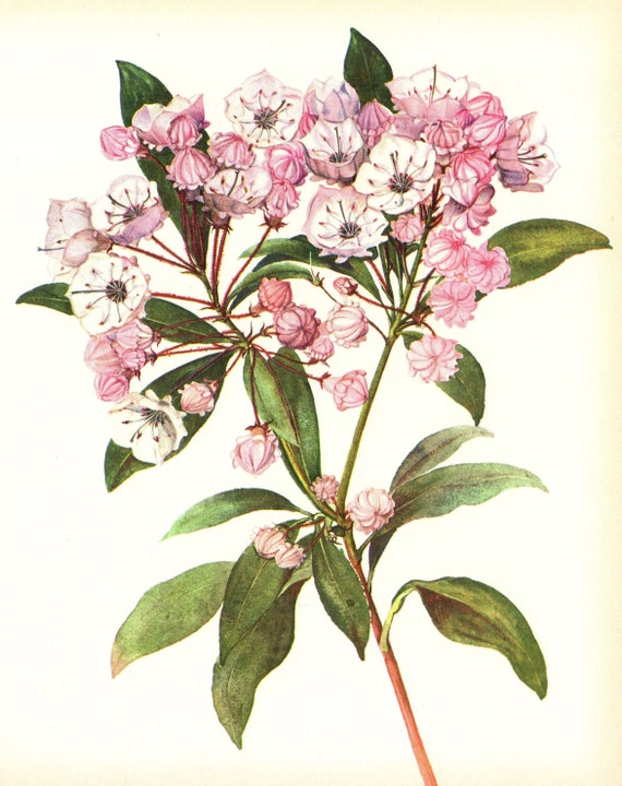 Mountain Laurel Botanical Print Pink Flower Print Mountain Laurel Print ...