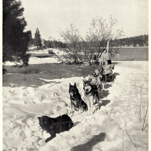 1900-1930 Lumber Dog Sled Alaska Vintage Photograph 8.5 x 11 Reprint