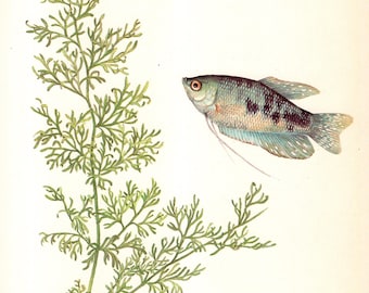 Vintage Tropical Fish Print Wall Art Decor Three Spot Gourami Fish Illustration Ocean Gallery Wall Art  Beach House Decor 12656-60