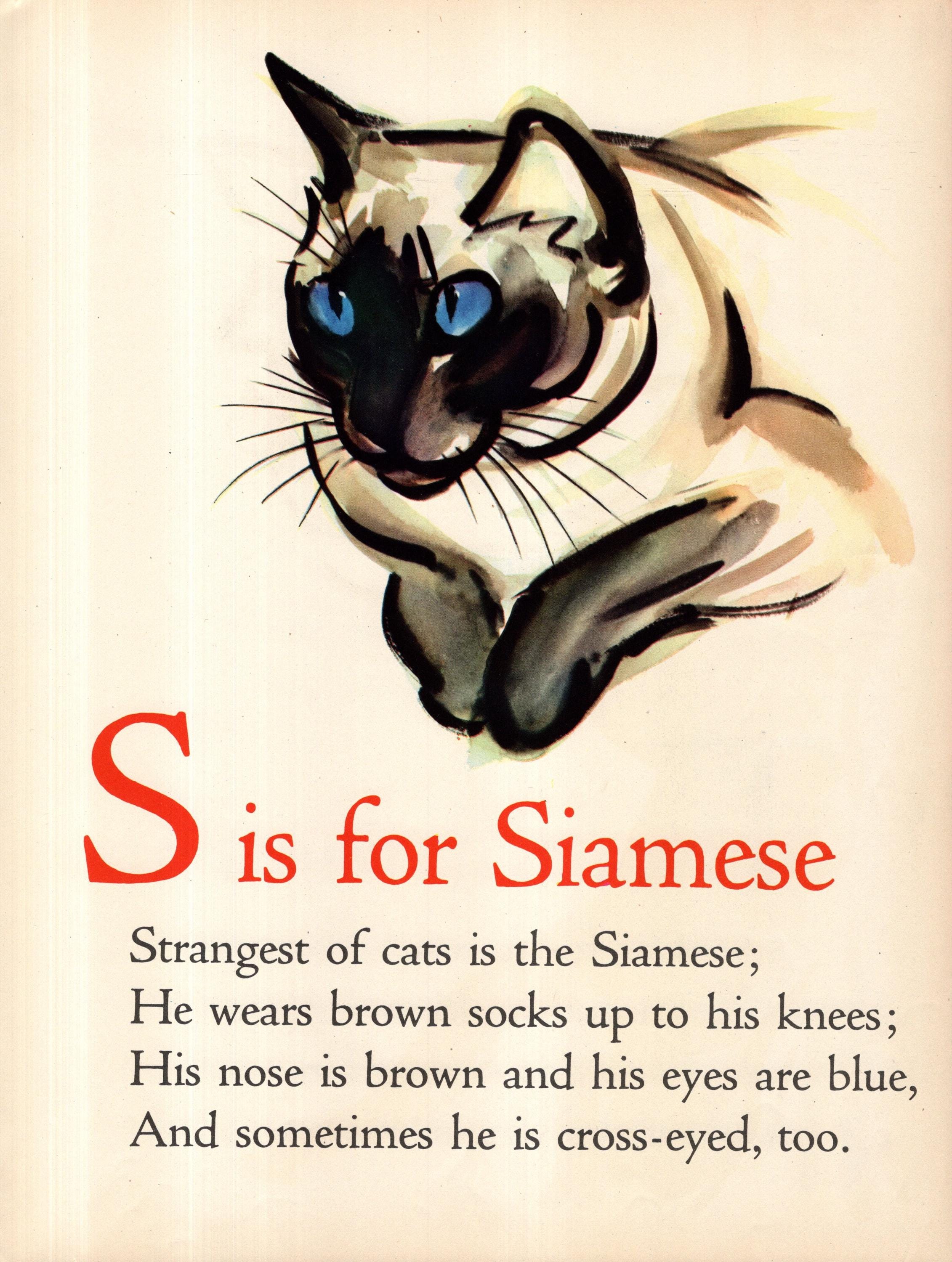 1940年代のシャム猫のプリント、アンティークABCプリント、文字Sの 