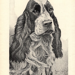 May include: A black and white ink illustration of a spaniel dog with long, wavy ears and a textured coat. The artwork is signed Scott Langley 1933 and includes the printed text A NOTED SPORTING BREED followed by a paragraph about the dog's history.