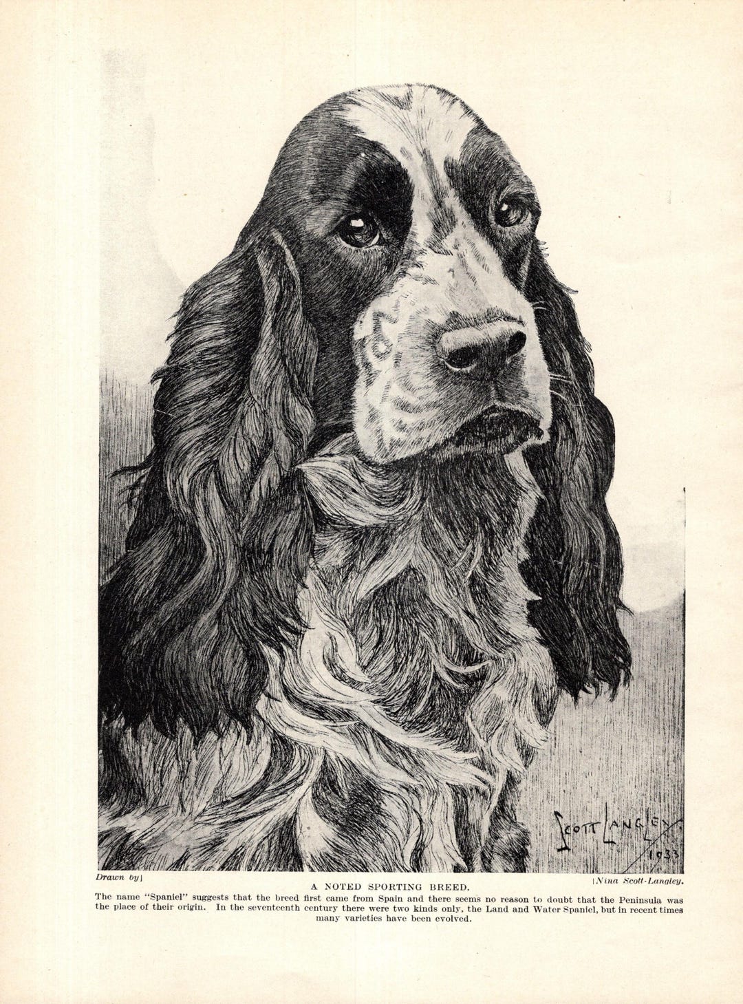 1930's Antique SPANIEL Dog Print Wall Art Decor Vintage Scott Langley ...