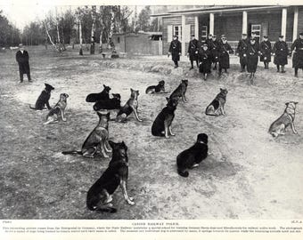 1930's Antique GERMAN SHEPHERD Dog Print Police Dog Training In Germany Birthday Gift Idea 12926m
