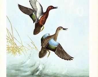 Vintage Cinnamon Teal Duck Print Wall Art Decor 1950s Teal Duck Bird Art Print Coastal Waterfowl Decor Angus Shortt Art 12293n