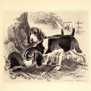 1940s Vintage Beagle Print Wall Art Decor Morgan Dennis Beagle Illustration Dog Art Birthday Gift Idea 8105d
