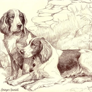 1930&#39;s Antique WELSH SPRINGER SPANIEL Print Wall Art Decor Vintage Nina Scott Langley Springer Spaniel Illustration Gallery Wall Art 9964v