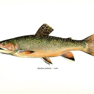 Beautiful Vintage BROOK TROUT Fish Print Fish Illustration Wall Art Fishing Lodge and Beach Decor Birthday Gift for Fisherman 10489-46