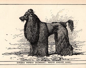 1900 Antique Corded Poodle Print Wall Art Decor Champion Model