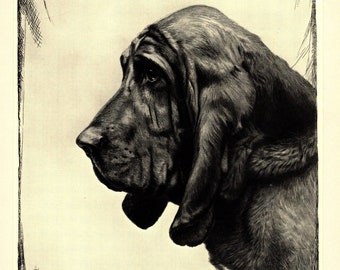 1935 Antique Bloodhound Dog Art Print Lovely Malcolm Nicholson Bloodhound Illustration Wall Art Decor Gift for Birthday mn 6789n