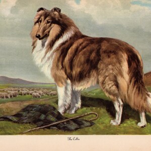 1942 Antique Collie Print Wall Art Decor Vintage Edwin Megargee Collie Illustration Print Gallery Wall Art Home Library Decor 12232n