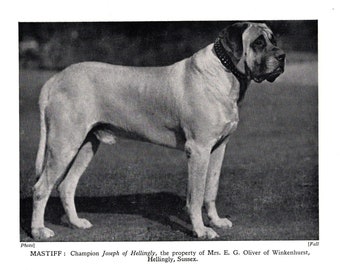 1931 Mastiff Print Vintage Champion Joseph of Hellingly Mastiff Cottage Lodge Home Decor Birthday Gift Idea 7810m