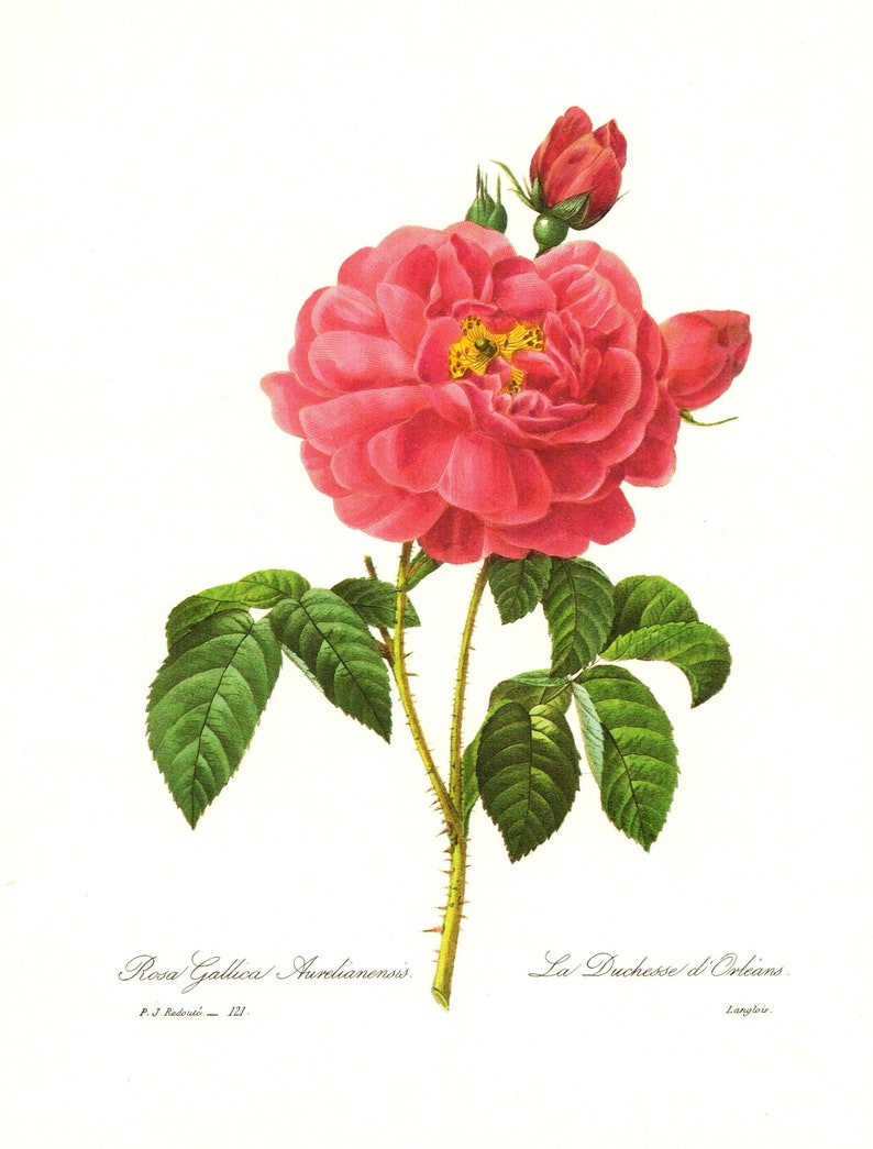 Vintage Redoute Pink Rose Print Romantic Botanical Cottage Etsy
