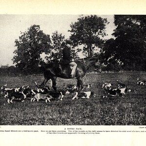 1930's Antique BASSET HOUND Dog Print Wootton Fox Hunt Pack of Basset Hounds Hunting Dog Print Birthday Gift Idea 8135u