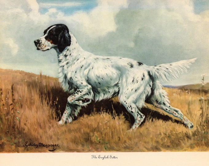 1942 Antique English Setter Print Wall Art Decor Vintage Edwin - Etsy