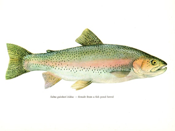 Antique Rainbow Trout Fish Print Vintage Fish Gallery Wall Art Etsy