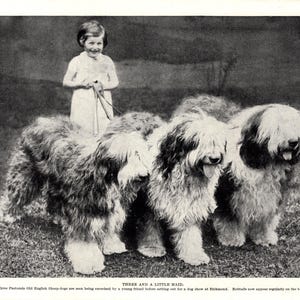 1930er Antiker alter englischer Schäferhund Druck Pastorale alte englische Schäferhunde und eine kleine Magd Geburtstagsgeschenkidee 10926L