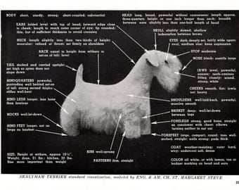 Vintage Sealyham Terrier Tryck Champion St. Margaret Steve - 1960-talets rasstandarder Konformationsdiagram 13240Q