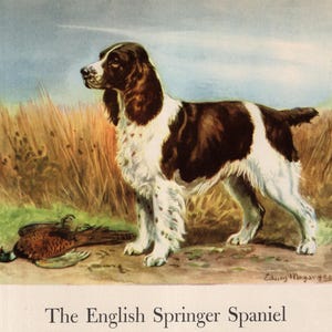1942 Antique English SPRINGER SPANIEL Dog Print Vintage Edwin Megargee Hunting Dog Art Print Birthday Gift Wall Art Home Decor 12766z